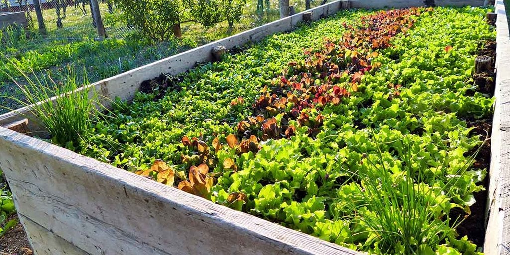 Decide-Where-Your-Garden-Will-Go-1024x512.jpg